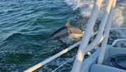 A dolphin is seen leaping out of the water beside a boat, creating a dynamic scene at sea.