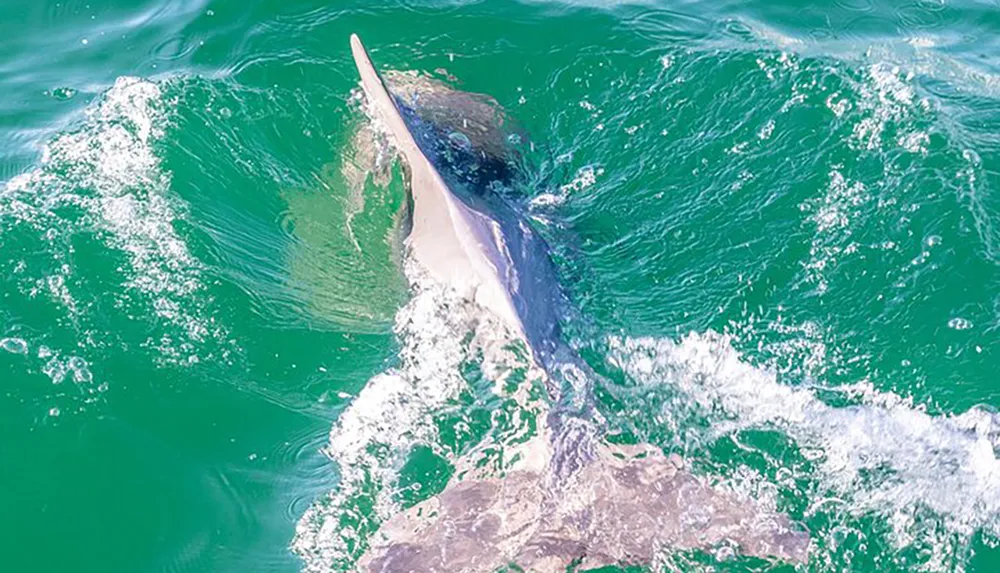 The image shows a dolphin partially submerged in vibrant green ocean water with its dorsal fin and part of its back visible above the surface