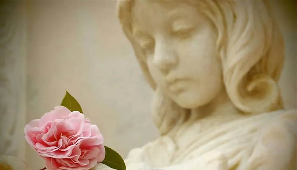 The image displays a serene-looking stone statue of a young female figure with her gaze directed downwards towards a vibrant pink rose resting against the sculpture