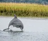 A dolphin is leaping out of the water in front of a backdrop of tall reeds