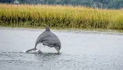 A dolphin is leaping out of the water in front of a backdrop of tall reeds.