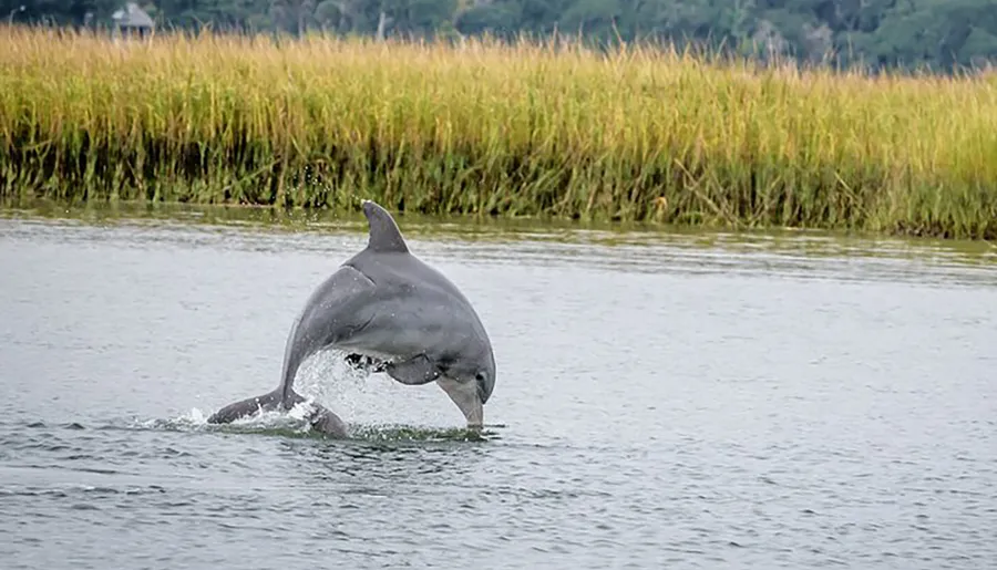 A dolphin is leaping out of the water in front of a backdrop of tall reeds.