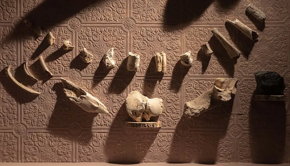 The image depicts a collection of fossilized bones mounted on a wall cast in strategic lighting to create a dramatic shadow effect possibly within a museum or educational exhibit setting