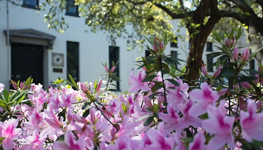 The image features vibrant pink flowers in the foreground with a white building partially obscured by trees in the background, suggesting a peaceful garden setting.