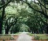 A serene dirt road flanked by a majestic canopy of intertwined live oak trees draped with Spanish moss creates a natural tunnel