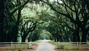 A serene dirt road flanked by a majestic canopy of intertwined live oak trees draped with Spanish moss creates a natural tunnel.