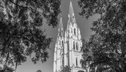 A black and white photograph captures the towering spires of a Gothic-style church peering above the lush canopy of a tree.