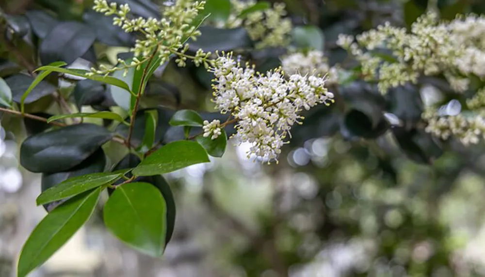 Clusters of small white flowers bloom amidst the green leaves of a shrub in a soft-focus garden setting