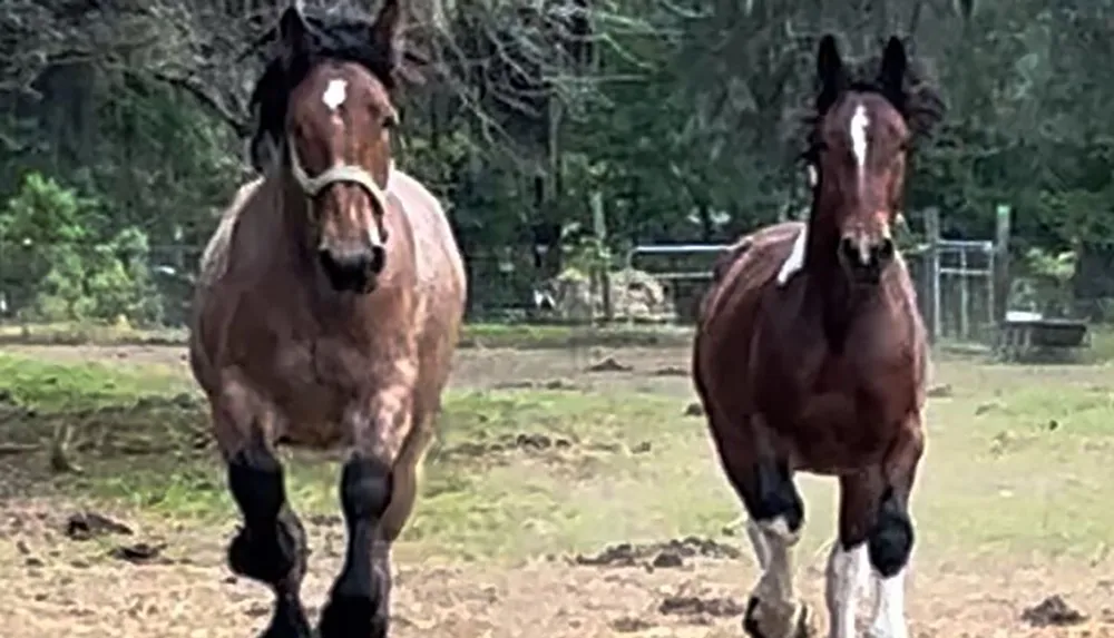 Two horses with distinctive white patches on their foreheads are running towards the camera in a fenced enclosure with a grassy and muddy ground