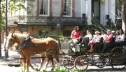 A horse-drawn carriage carries a group of tourists down a tree-lined urban street.