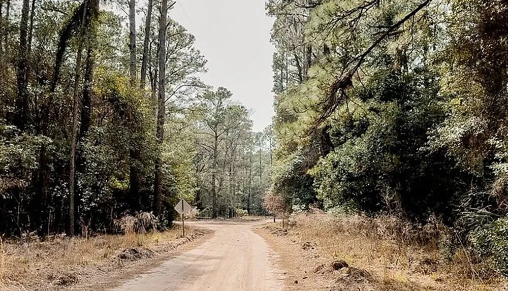 A dirt road meanders through a dense verdant forest under a hazy sky