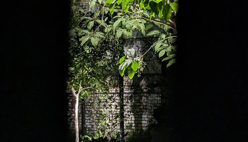 The image shows a scene at night where a light source behind thick vegetation partially illuminates an old brick wall and a metal gate creating a mysterious and somewhat eerie atmosphere