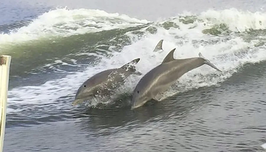 Two dolphins are gracefully leaping out of the water together alongside a wave.