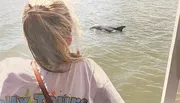A person is watching a dolphin swim near the shore.