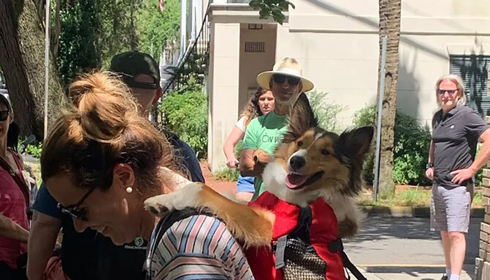 A cheerful dog wearing a red harness is being carried by a person walking on a sunny street while other pedestrians look on