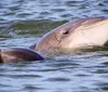 A dolphin is playfully swimming near the surface of the water with its dorsal fin and part of its head visible