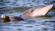 A dolphin is playfully swimming near the surface of the water, with its dorsal fin and part of its head visible.