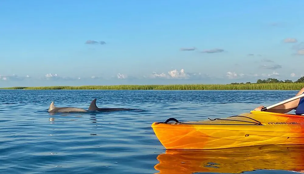 A dolphin surfaces near a yellow kayak on a calm blue expanse of water with lush greenery lining the horizon under a partly cloudy sky