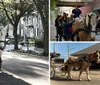 A horse-drawn carriage with passengers is traveling along a tree-lined street accompanied by a guide