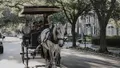 Private Evening Haunted History Carriage Tour of Charleston Photo