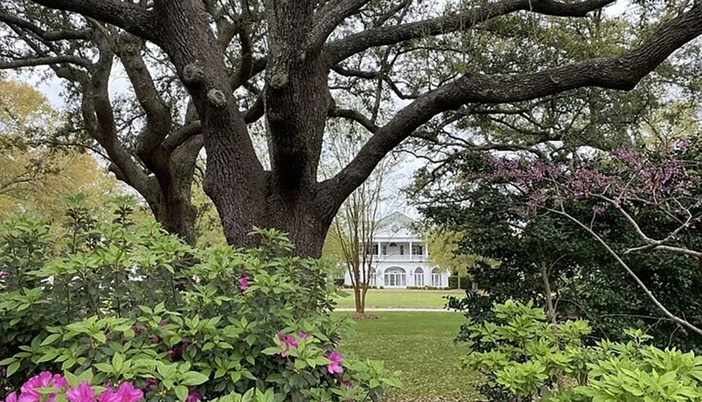 The image shows a stately white house with a large porch framed by the twisting branches of an old tree and surrounded by greenery and blooming flowers