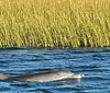 People on a boat are interacting with a dolphin that is surfacing near them