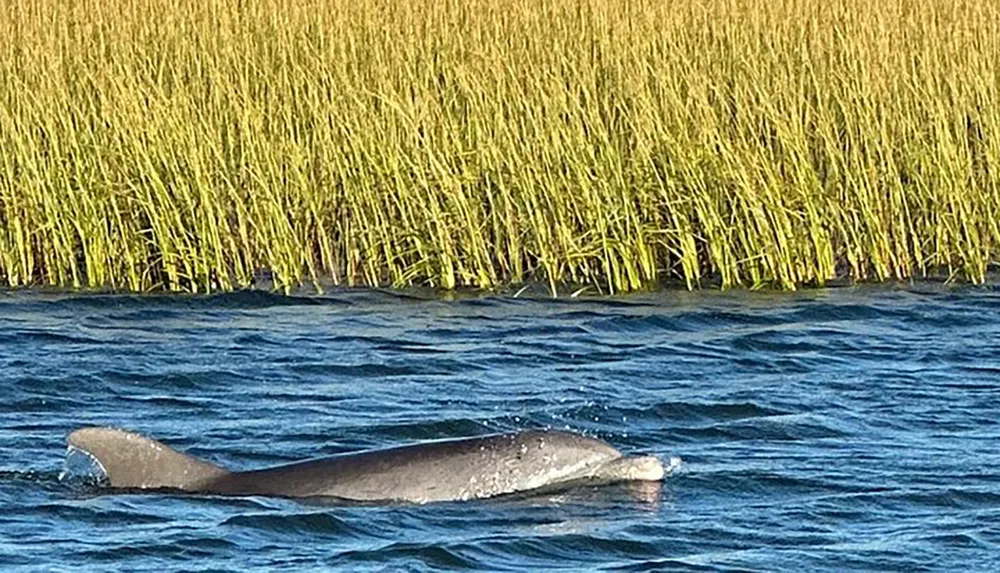 A dolphin is swimming near a dense bed of reeds in a body of water