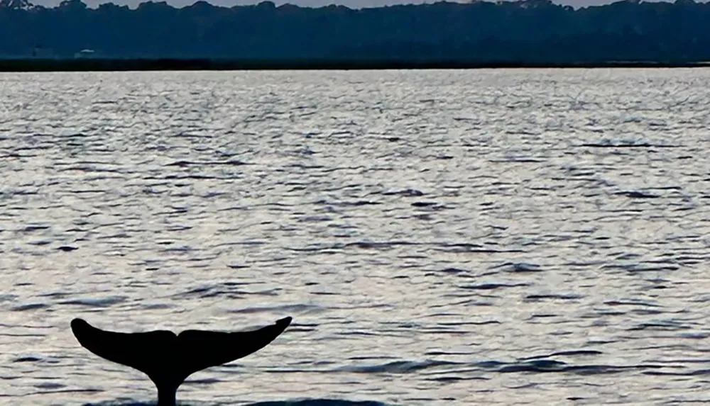 A whale tail is silhouetted against the shimmering surface of the ocean at dusk