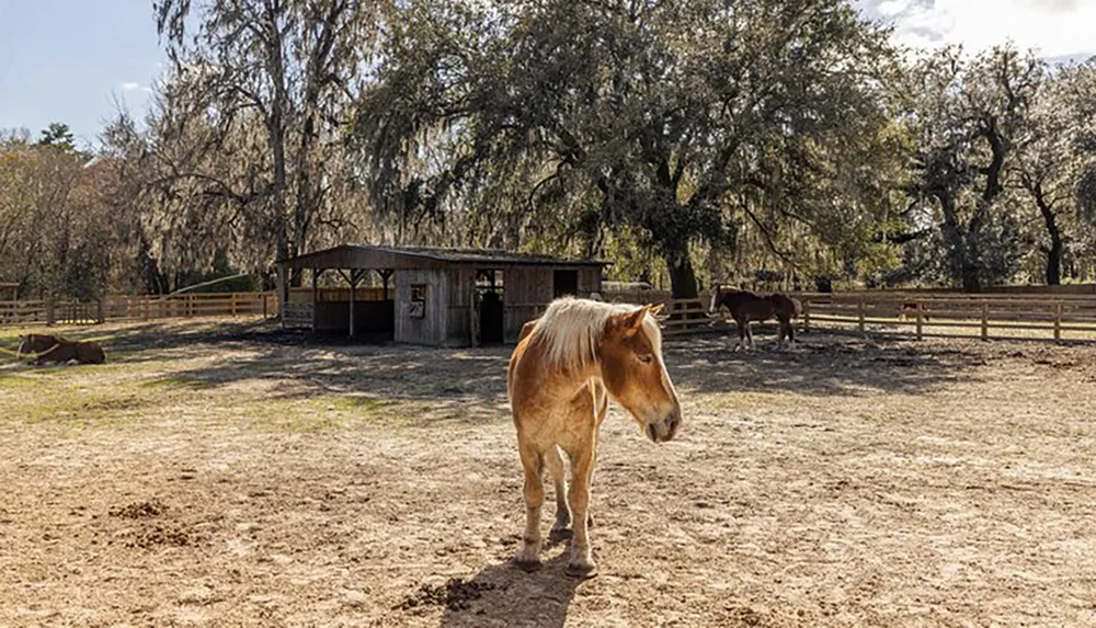 A palomino horse stands in the foreground in a fenced area with other horses and a stable under large trees draped with Spanish moss