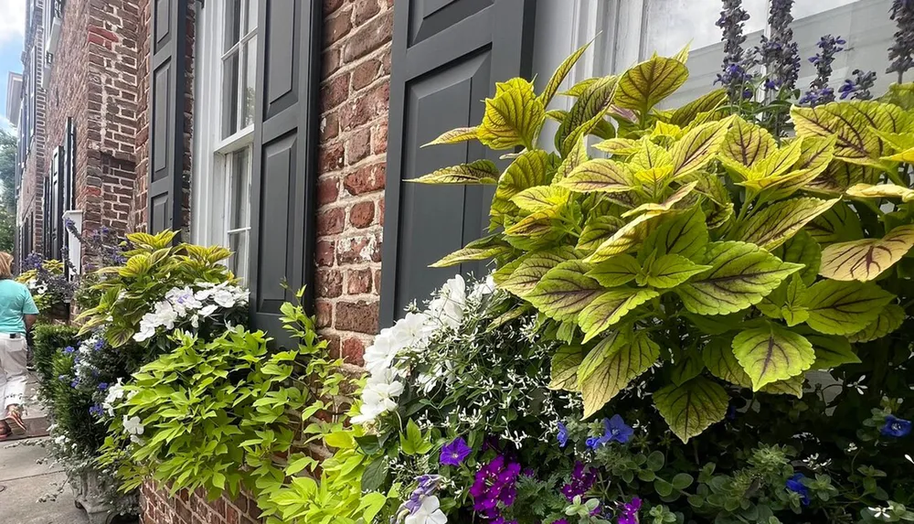 A vibrant display of green and purple plants and flowers adorns the front of a brick building with gray window shutters