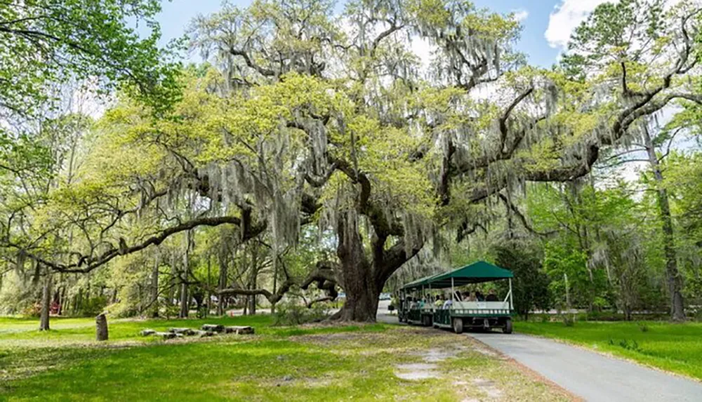 An expansive moss-draped oak tree stands majestically over a park scene with a tram full of visitors enjoying the natural beauty