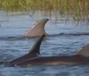 This image is a collage of four separate photos featuring maritime activities and wildlife with a lighthouse sunset boat ride people on a tour boat and hippos in water