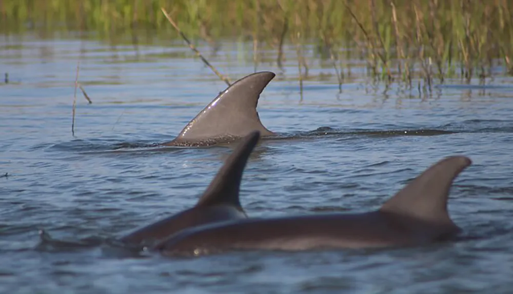 The image shows two dolphins with their dorsal fins visible above the water surface swimming in a natural water habitat with grasses in the background