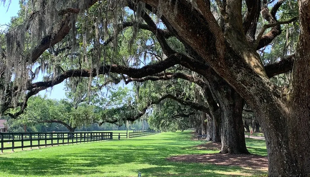 The image depicts a serene park with majestic oak trees draped with Spanish moss a well-maintained grassy lawn and a wooden fence in the background under a clear sky