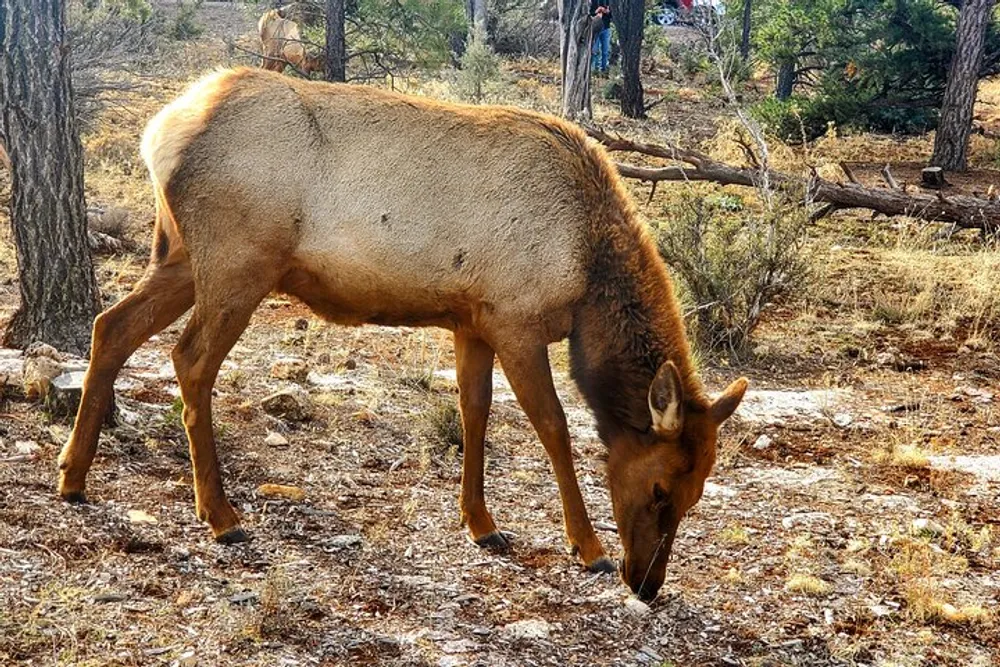 A lone elk grazes in a sunlit forest with trees and fallen branches in the background