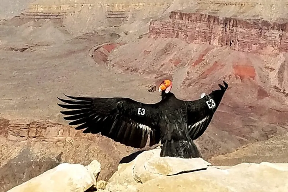 A tagged California condor with its wings spread stands on a rock with a canyon backdrop