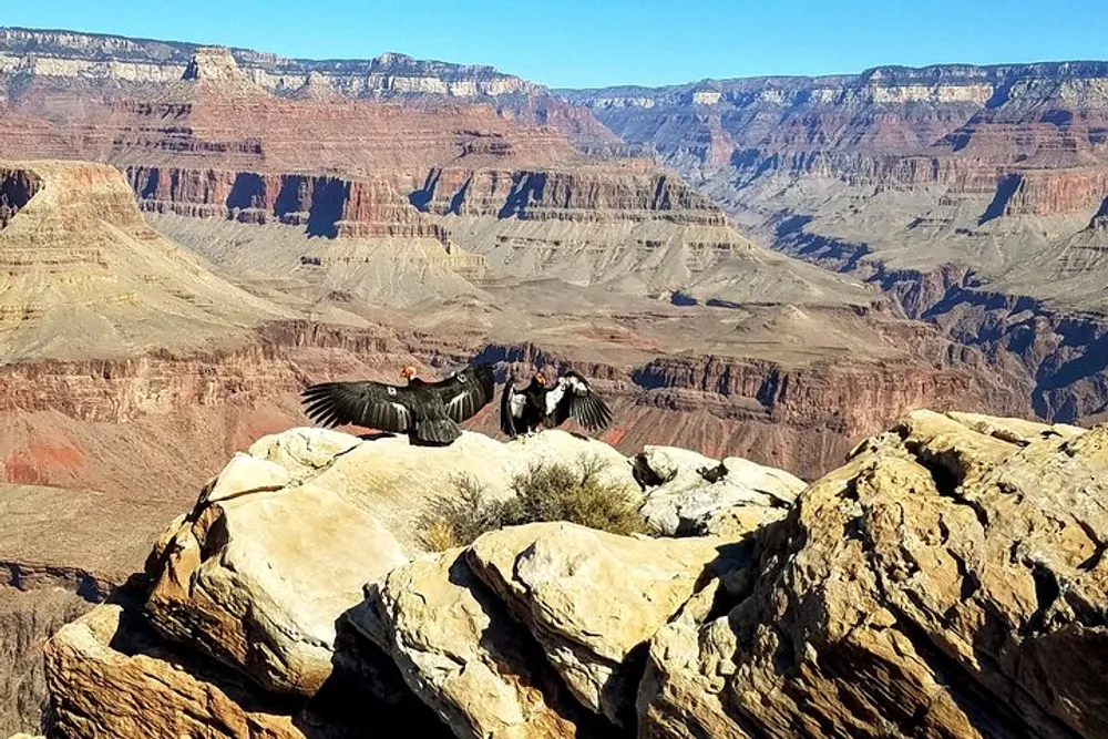 A person wearing wings poses outstretched atop a rocky ledge with the Grand Canyon as a backdrop