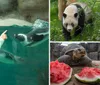 Two polar bears can be seen swimming accompanied by an inset photo of a family observing animals with the caption An unforgettable experience