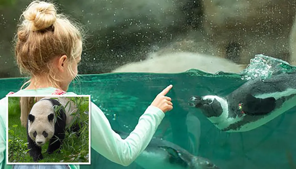 A child is observing a penguin swimming in an aquarium with a small inset image of a panda among greenery