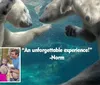 Two polar bears can be seen swimming accompanied by an inset photo of a family observing animals with the caption An unforgettable experience