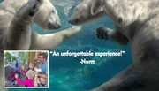 Two polar bears can be seen swimming, accompanied by an inset photo of a family observing animals, with the caption 