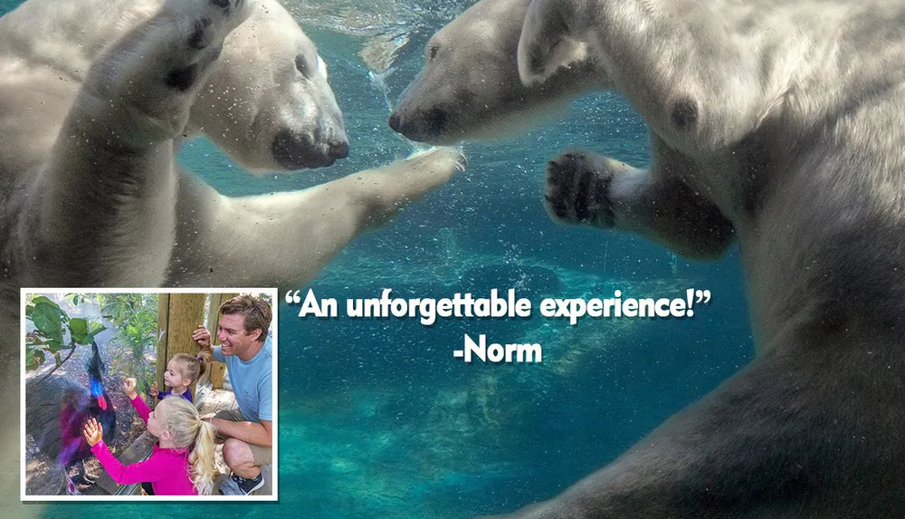 Two polar bears can be seen swimming accompanied by an inset photo of a family observing animals with the caption An unforgettable experience