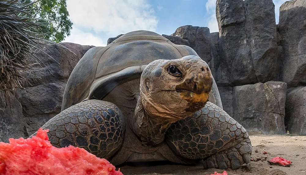 A large tortoise is sitting on the ground near a piece of watermelon with rocky cliffs in the background