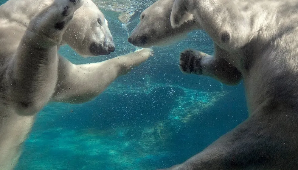 Two polar bears are swimming playfully underwater