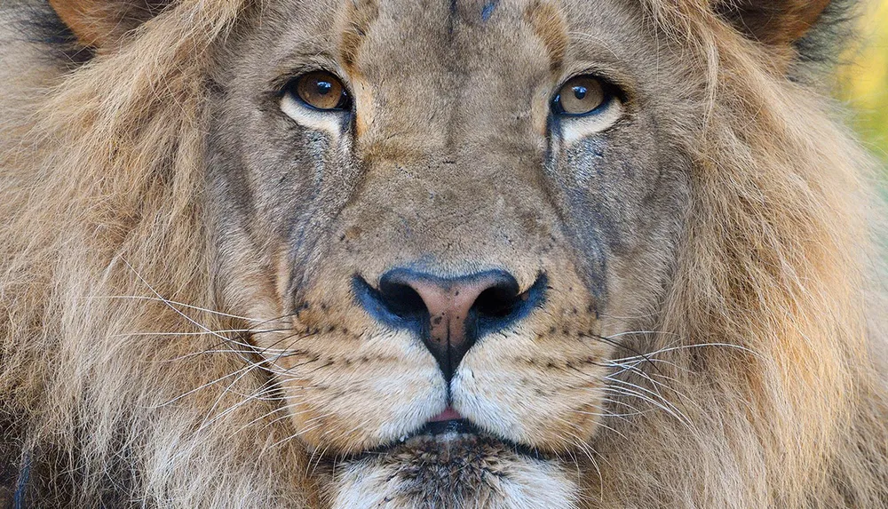 The image is a close-up of a lions face focusing on its intense eyes and majestic mane