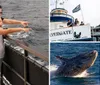 A gray whale is breaching out of the ocean partially covered in barnacles