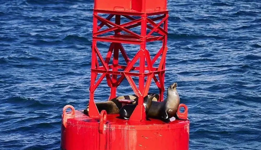 Several sea lions are resting on a red buoy floating in the ocean