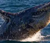 A gray whale is breaching out of the ocean partially covered in barnacles