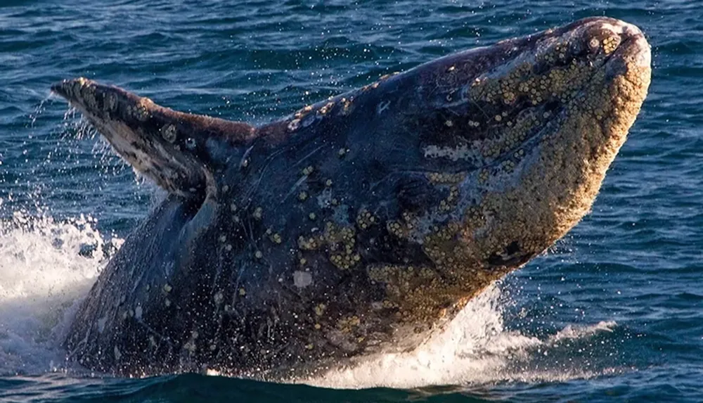 A gray whale is breaching out of the ocean partially covered in barnacles