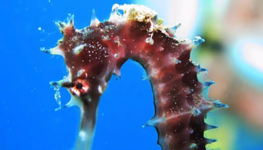 The image shows a close-up of a spiky textured seahorse against a blue background